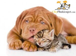 chó cắn mèo