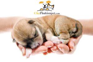 chó con mấy ngày mở mắt