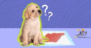 chó đi tiểu ra máu