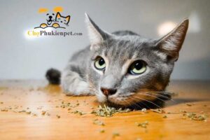 cỏ mèo khô