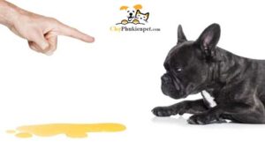 dạy chó đi vệ sinh