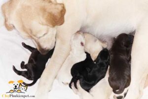 đỡ đẻ cho chó