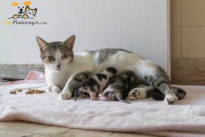 đỡ đẻ cho mèo