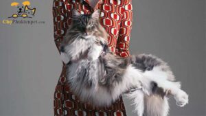 giống mèo maine coon