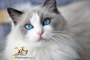 giống mèo ragdoll