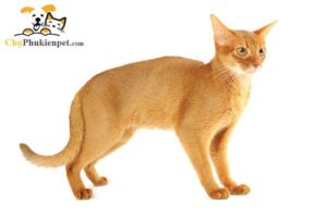 mèo abyssinian