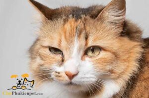 mèo bị chảy nước mắt