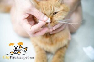 mèo bị chảy nước mũi