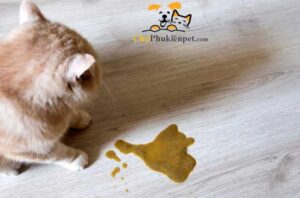 mèo bị nôn ra dịch vàng