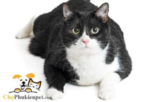 mèo bị phình bụng