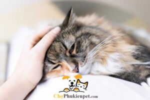 mèo bị sốt bỏ ăn