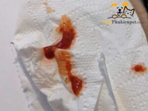 mèo bị tiêu chảy ra máu