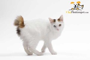 mèo cộc đuôi nhật bản