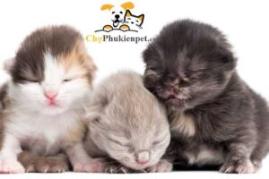 mèo con mấy ngày mở mắt