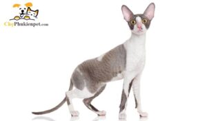 mèo cornish rex