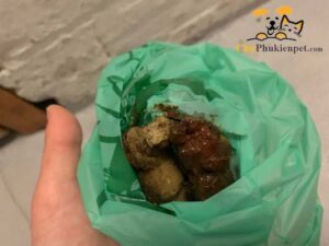 mèo đi phân ra máu