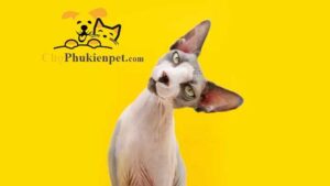 mèo không lông sphynx