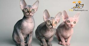 mèo không lông sphynx giá