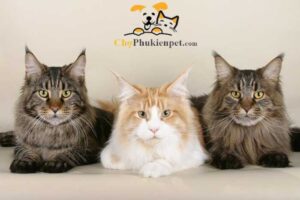 mèo maine coon giá