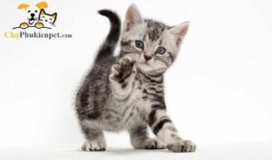 mèo mỹ lông ngắn