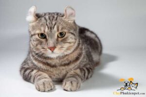 mèo mỹ tai xoắn