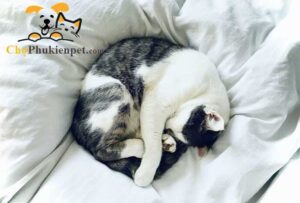 mèo ngủ nhiều
