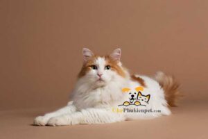 mèo van thổ nhĩ kỳ