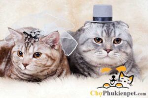 nên nuôi mèo đực hay cái