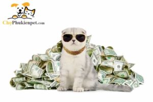 nuôi mèo có xui không