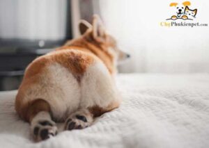 tuyến mồ hôi của chó