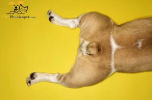 vắt tuyến hôi cho chó