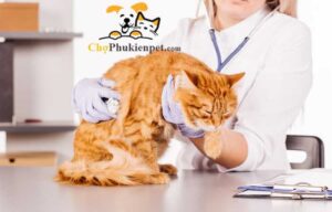 bệnh ở mèo