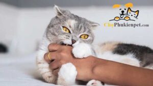 bị mèo cắn chảy máu