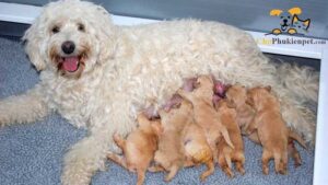 cách đỡ đẻ cho chó poodle