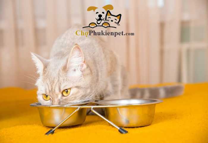 cách xử lý mèo ăn cơm bị tiêu chảy