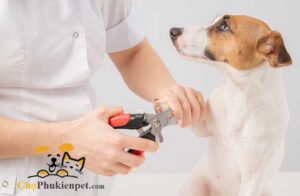 cắt móng cho chó