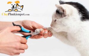 cắt móng cho mèo