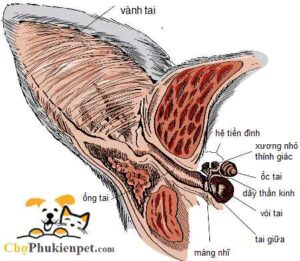 cấu tạo tai mèo