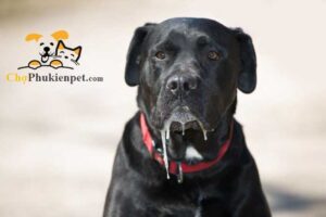 chó bị co giật sùi bọt mép