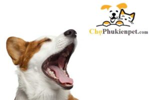 chó bị hắt xì