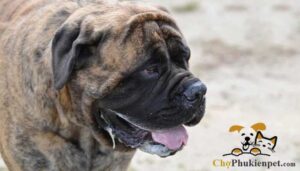 chó bị sùi bọt mép
