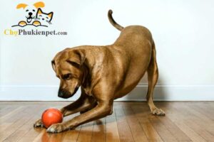 chó bị tăng động