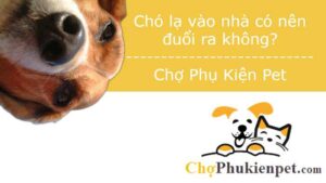 chó lạ vào nhà có nên đuổi ra không