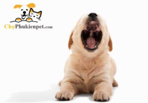 chó mới về nhà kêu nhiều