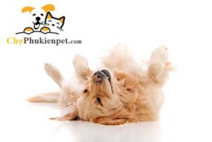 chó nằm ngửa bụng