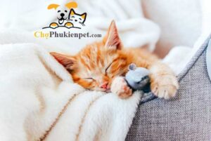 chỗ ngủ cho mèo