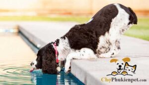 chó uống nước nhiều