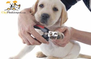 có nên cắt móng cho chó