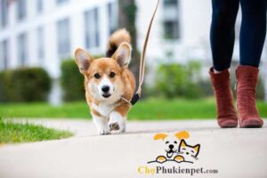 dắt chó đi dạo