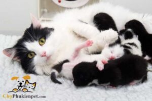 dấu hiệu của mèo sắp đẻ